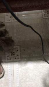 Thanh lý đèn pin cầm tay tồn kho pin sạc 30/ cái hoạt động OK không hộp