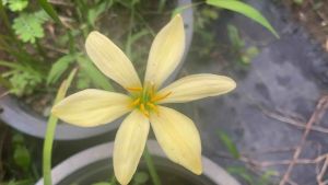 หัวดอกบัวดิน Gros Michel Banana หัวละ 50 บาท