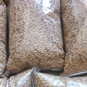 benih padi huma khusus di tanam di daratan 5 kg padi huma original