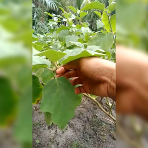 BIJI BENIH SAYURAN TERONG TUNJUK/TELUNJUK