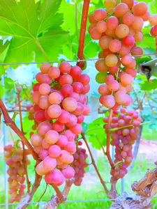 Bibit Anggur Import Ninel Grafting Valid Murah Berkualitas