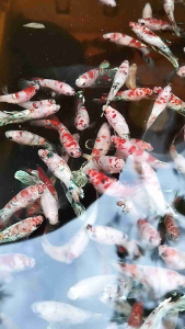 Ikan Cupang Betina Koi Galaxi Usia 3/4 Bulan Size s-m Bahan Indukan
