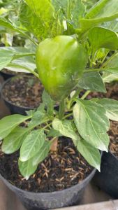 Cabe Meksiko Manis Bibit Tanaman Hidup Cabai Paprika Mexico