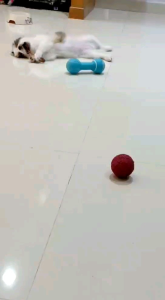 【Pig Ear Slices Ready Stock】狗狗洁牙猪耳条磨牙 咀嚼玩具