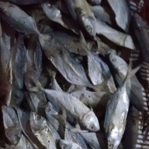 ikan asin kembung kering fress n segar size jumbo langsung dapat dari laut. bahan alami harga mulai dari kemasan 1kg benar2 kering ya bukan basah