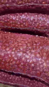 JENGKOL MUDA PILIHAN fress/segar bisa pilih varian 1kg/500gram