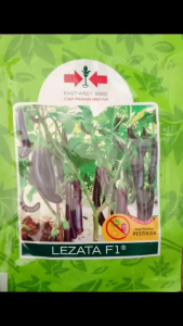 Terung Ungu Hibrida LEZATA F1