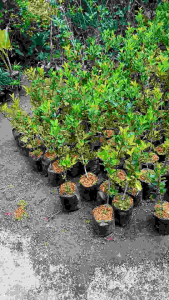 Bibit apel merah cangkok cepat berbuah