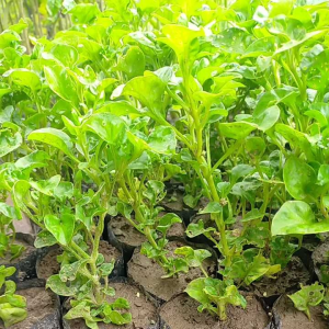 Bibit Sayur Bayam Brazil Murah