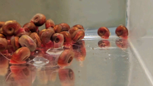 Red Ramshorn Snail / Red Apple Snail / Freshwater(苹果螺)