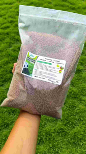 เมล็ดหญ้าเบอร์มิวด้า 1 กิโลกรัม เมล็ดเกรดพรีเมี่ยมไร้เปลือก ปลูกได้เลยโดยไม่ต้องใช้น้ำยา