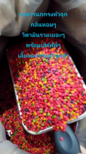 อาหารนกปรอดหัวจุกผลไม้รวมอัดเม็ดผสมโปรตีนจากแมลงเกรดพรีเมี่ยม Party Organic700g1400g2100g10kg20kg ขนาดSS