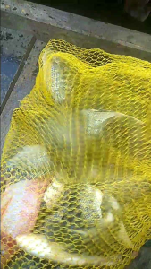 Essen SDS"Essen Gacor Cacing"aroma Garlik 10 ML