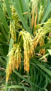 Benih padi AGT-303 5kg original 100% kemasan asli toko berbobot berkualitas anakan super banyak.