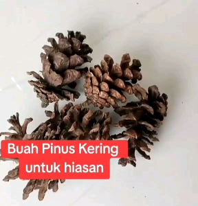 3 PCS BUNGA PINUS KERING / DRIED FLOWER