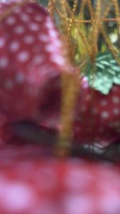 เหรียญโปรยทานสตอเบอรี่ สีสันสดใส 50 ชิ้น งานใส่เหรียญ 1 บาท พร้อมใช้งานทันที