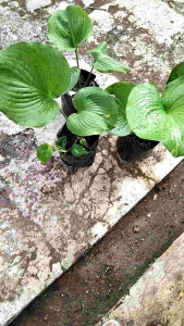 Tanaman Hias Hosta Plantaginea: Tips & Rekomendasi