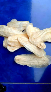 Ikan Tempel: Ikan Hias Mudah Ternak