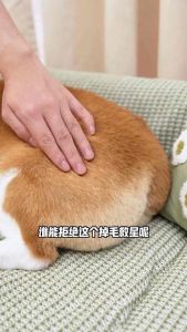 Xue diao Best pump fish oil for dogs and cats Proved 4 weeks rapid hair growth and recoveries.  >95% fish oil purity high in Omega 3 no contaminations.