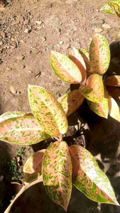 Aglonema Big Roy Ukuran Remaja/Dewasa 6-12 Daun Murah Kualitas Premium