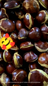 jengkol tua per 1kg murah