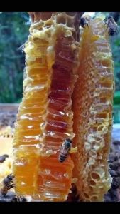 Mật ong rừng nguyên chất - Mật ong khoái chai 1L