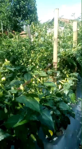 Cabe Rawit MOMPYOR 10GR  Original100% benih cabe rawit unggul terbaik dengan peruasan pendek dan berbuah lebat perawatan sangat mudah  toleranvirus