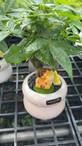 ต้นไม้มงคล พน้อมกระถางเซรามิก  ของแต่งสวยงาม      “ต้นเหยาเฉียนซู่  #เรียกเงินหรือเขย่า    #Malvaceae (Bombacaceae)   #Pachira aquatic Malabar Chestnut Guyana Chestnut  #Saba Nut  #ต้นศุภโชคไม้มงคลเรียกทรัพย์  #เหยาเฉียนซู่” (จีนตัวย่อ: #   จีนตัวเต็ม