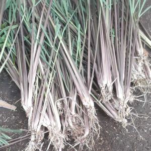 bibit pohon sereh merah / sereh wangi / sereh herbal