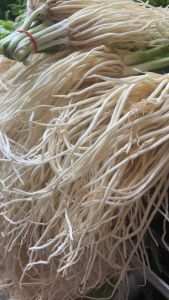 รากชูหรือต้นหอมชู 500กรัม รากยาวอ้วนสวยๆ