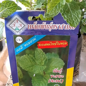 เมล็ดพันธุ์ต้นสะระแหน่