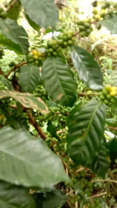 BIJI BIBIT KOPI ARABIKA YELLOW BOUBON SIAP SEMAI UNGGUL