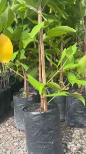 ต้นชมพู่ ทับทิมจันทร์ 150฿