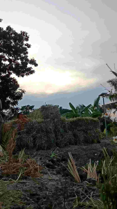 1kg. ฟางข้าว ฟางแห้ง คลุมหน้าดิน