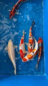 JAPAN KOI LOCAL BREED PREMIUM GRADE 13-15” ( strong body )  6pcs ONE SHOT COMBO at 2988 + shipping 3 boxes 150