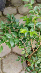 Jaboticaba Tree (Plinia cauliflora) -  - Pokok Buah Jaboticaba - जबोटिकाबा पौधा Jaboticaba – Exotic Grape-Like Fruit Cauliflory Tree Sweet & Juicy Rare Edible Plant LIVE PLANT