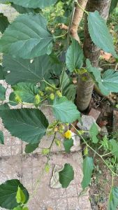 Combo 3 nhánh dâu tằm 15-20cm về làm giống ghim xuống đất là lên cây quả dây tằm giàu vitamin đặc biệt chất xơ