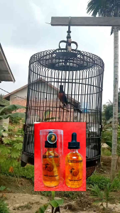 DOPING YINYANG GINGSENG PERMENTASI MENINGKATKAN STAMINA DAN PEMICU GACOR SEKETIKA 30ML