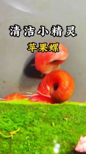 Red Ramshorn Snail (Live Aquarium Snail) | 红色苹果螺 | Algae Eater & Tank Cleaner