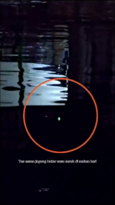 Essen  untuk Ikan mas rame indukan babon original| gacorr by Sk77