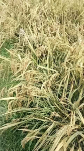 benih padi Ciherang jumbo kemasan 5kg padi pilihan petani Indonesia karena hasil produksi tinggi dan mampu bersaing di pasar