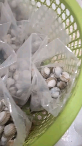 (พร้อมส่ง) หอยแครงดองน้ำปลากวน สูตรแม่กลอง (ขนาด 700 กรัม) รสชาติเค็มหวาน กำลังดี หอยแครงดอง หอยแครง ของฝาก แม่กลอง