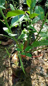 ต้นส้มจี๊ดส้มเกล่าส้มเคยคาวเปรี้ยวจี๊ดพร้อมปลูกครับ1ชุด2ต้น