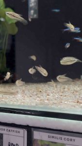 Sparkling Gourami (Trichopsis pumila) Pygmy Gourami Freshwater Fish Inc. DOA