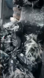 Ikeut Sunda Rambut Viral Pin Kujang/ Udeng Bali Rambut Viral/ Blangkon Jawa Rambut pria