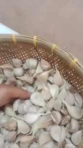 Bawang Putih Kating Copot Bersih: Manfaat & Cara Penggunaannya