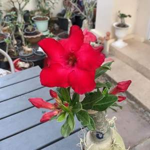 ชวนชมแดงอุดมทรัพย์กระถาง8นิ้ว ถอนรากส่ง