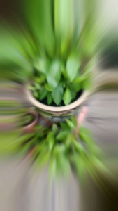 1pot@ LONGEVITY SPINACH/Pseudo-ginseng