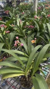 ไม้ยอดฮิต กล้วยไม้ดินเรนโบว์ม่วงเหลือง - กล้วยไม้ยอดฮิต กล้วยไม้ดินเรนโบว์ม่วงเหลือง