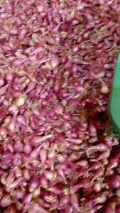 bawang berebes ukuran sedang campur tanggung 1kg kering